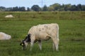 White, black and red Holstein Frysian cow on a meadow Royalty Free Stock Photo