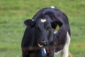 White, black and red Holstein Frysian cow on a meadow Royalty Free Stock Photo