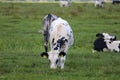 White, black and red Holstein Frysian cow on a meadow Royalty Free Stock Photo