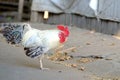 A white black rooster walking on the ground floor with the one leg Royalty Free Stock Photo