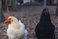 White and black roosters