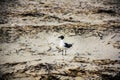 White and black seagull on the beach Royalty Free Stock Photo