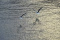 White and black seagulls flying over the calm sea