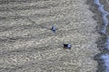 White and black seagulls swimming on the calm sea