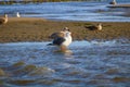 White and black seagulls with yellow legs standing in the rippling blue ocean water surrounded by silky brown sand