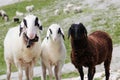 White and black sheeps in mountain meadows Royalty Free Stock Photo