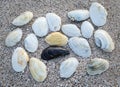 White and black shells on the sea shore Royalty Free Stock Photo