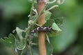 White and Black Spikey Caterpillar on a Plant