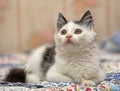 White with black spots  fluffy kitten Royalty Free Stock Photo