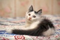 White with black spots  fluffy kitten Royalty Free Stock Photo