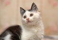 White with black spots  fluffy kitten Royalty Free Stock Photo