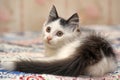 White with black spots  fluffy kitten Royalty Free Stock Photo