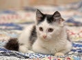 White with black spots  fluffy kitten Royalty Free Stock Photo