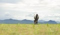 White-black spots horse eating grass on green field Royalty Free Stock Photo