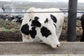 White with black spots milking cow eats feed on cow farm