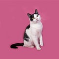 White and black spotted cat sitting on pink