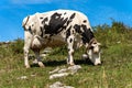 Dairy cow with cowbell in a mountain pasture - Alps Italy Royalty Free Stock Photo