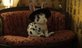 A white and black spotted rabbit in a tiny hat, sitting in a cozy corner Royalty Free Stock Photo