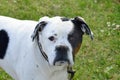 White and black staffordshire terrier Royalty Free Stock Photo