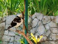 The white and black Starling - Sturnus Nigricollis