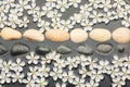 White and black stones and flowers in the water Royalty Free Stock Photo