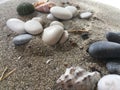 White and black stones sea urchin adn shells on the sand