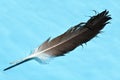 Stork feather Royalty Free Stock Photo