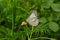 White and black stripped butterfly on green leaf.