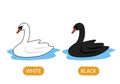 White and black swans. the concept of teaching children the opposite adjective and the colors White and Black