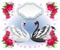 White and black swans with floral roses ornament