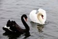 White & black Swans Royalty Free Stock Photo