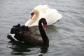White & black Swans Royalty Free Stock Photo