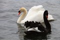 White & black Swans Royalty Free Stock Photo