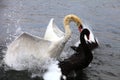 White & black Swans Royalty Free Stock Photo