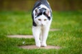 White And Black Tom Cat Walking Face On Royalty Free Stock Photo