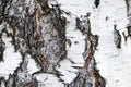 White and black tree bark closeup background texture. Birch bark Royalty Free Stock Photo