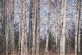 White and black tree trunks of birch trees in the late fall; Empty branches against a blue sky Royalty Free Stock Photo