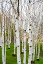 Young birches on meadow with foggy background