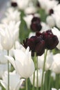 White and black tulips on a field Royalty Free Stock Photo