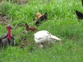 White and black Turkeys and han in green grass