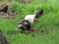 White and black Turkeys and han in green grass