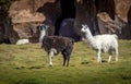 White and Black and white adorned Llama - Bolivia