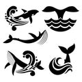 White and black wild whale in sea waves and water splashes vector icons
