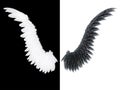 Biely a čierny krídlo 