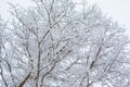 White and black winter tree Royalty Free Stock Photo