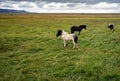 White and black young Icelandic horses on a background of green grass, foals Royalty Free Stock Photo