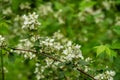 White Blackberry Blossoms Bloom on Branches Royalty Free Stock Photo