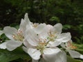 Beautiul White Flowers