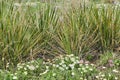 White Blackfoot daisy, Texas Wildflower with background of yucca plants. Royalty Free Stock Photo