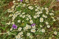 White Blackfoot daisy, Texas Wildflower mixed with Texas Stork`s Bill Royalty Free Stock Photo